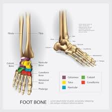 We did not find results for: Premium Vector Foot Bone Anatomy Illustration