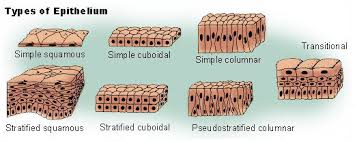 Epithelial Tissue Anatomy Physiology