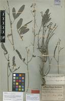 Image result for Sphenostylis marginata