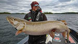 Of or like musk, as an odor: Jumbo Fall Muskie Fishing Go Angling E7 Youtube