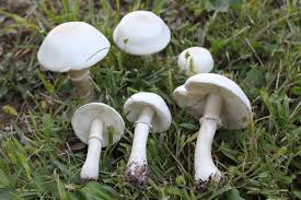 File:2011-09-27 Leucoagaricus leucothites (Vittad.) M.M. Moser ex Bon  170909.jpg - Wikimedia Commons