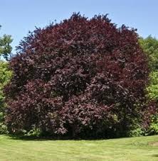 Florida is aptly nicknamed the sunshine state, and for good reason. Purple Leaf Plum Trees Growing Care 6 Common Varieties Garden Design