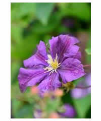 It will need some support and to be planted in a warm sunny situation, where it can reach up to 6m. Clematis Viticella Etoile Violette Agm Westcountry Nurseries