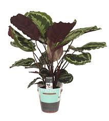 Bogenhanf sansevieria cylindrica pflege anleitung und vermehrung. Calathea Medaillon Florastore