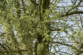 Image result for Erianthemum virescens