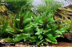 It was described by dutch botanist hendrik de wit in honour of aquarium hobbyist and writer albert wendt. Gruner Wasserkelch Cryptocoryne Wendtii Grun Dennerle Topf Garnelen Onlineshop