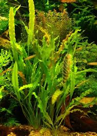 Aponogeton crispus is an aquatic plant species. Aponogeton Crispus