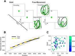Habituation is observed after repeated presentations of stimuli. Movement Improves The Quality Of Temporal Perception And Decision Making Eneuro