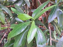 Image result for Warburgia ugandensis