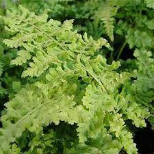 Image result for Dryopteris schizopaleata