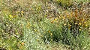 Image result for Neorautanenia ficifolia