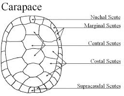 Turtle Anatomy Scienceray Anatomy Turtle Marine Biology