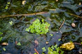 Image result for Spirodela polyrrhiza