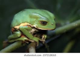Image result for Phyllocosmus