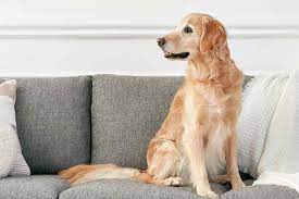 10 Best Dog Breeds For Seizure Alert
