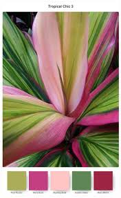 Colour Combinations For The Tropical Chic Bundle Tropical Garden Plants Tropical Garden Design Foliage Plants