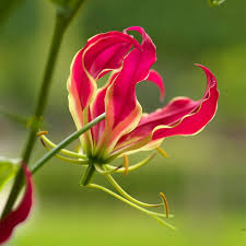 Image result for Gloriosa sessiliflora