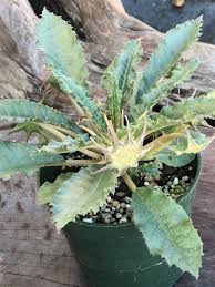 Image result for Dorstenia schliebenii