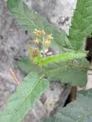 Image result for Tragia prostrata