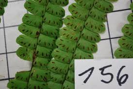 Image result for Didymochlaena