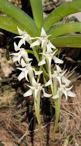 Image result for Cyrtorchis