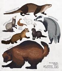 Honey badger vs wolverine animal size comparison. Mustelids Wolverine Animal Animal Sketches Animals Wild