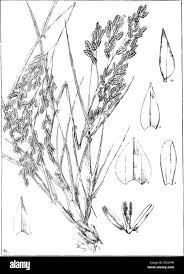 Image result for Eragrostis gangetica