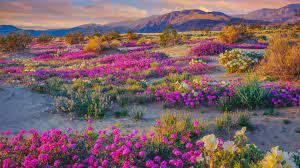 The season for wildflower annuals reaches its peak from early february to late april. Super Bloom Watch Will The Rare Desert Wildflower Burst Return In 2019