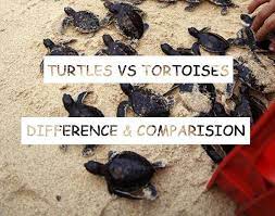 Now, 1 month or so later, there is no evidence of mice. Ultrasonic Pest Repeller And Turtles Pest Control Diagram