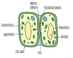 Cells in organisms vary in size and shape, but contain most of the same major parts. Cell Structure A Level The Science Hive