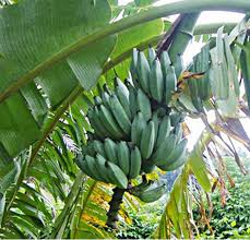 Image result for Musa paradisiaca