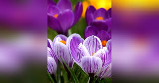 Obituary information for Audrey Jean Littau