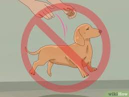 Ckc registered miniature dachshund puppies. How To Hold A Dachshund Properly 11 Steps With Pictures