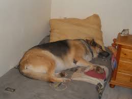 In einem bett ist die übersicht einfach besser als auf dem boden. Weltherrschaft Oder Bequemlichkeit Warum Schlafen Hunde Gerne Im Bett