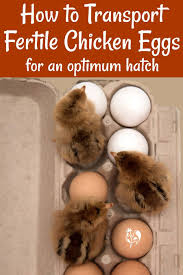 If the eggs get too hot, they can begin to develop before incubation and ultimately die before the hatch date. Hatching Eggs How To Handle Pack And Transport