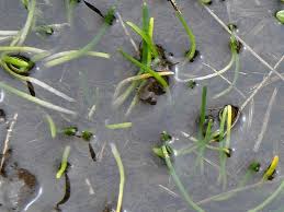 Image result for Subularia monticola