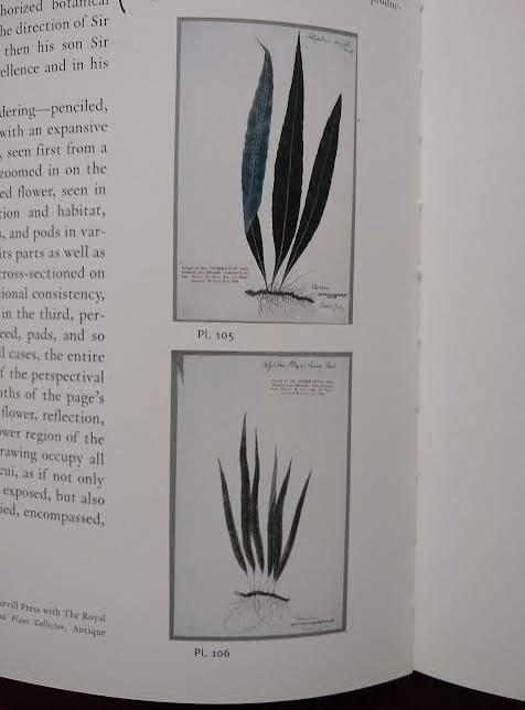 The Indian botanical drawings reproduced in Ocean Flowers – Botanics Stories