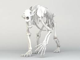 Grizzly Bear Skeleton Free 3d Model Bear Skull Skeleton Photo Art Studio At Home