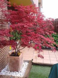 Rot Verfarbter Japanischer Ahorn Im Pflanzkubel Garten Pflanzen Garten Japanischer Garten