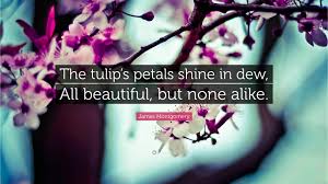 Enjoy reading and share 72 famous quotes about tulips with everyone. James Montgomery Quote The Tulip S Petals Shine In Dew All Beautiful But None Alike