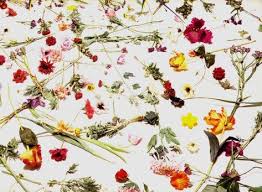 Housequake On Twitter Purple Rain Album Purple Rain No Rain No Flowers