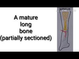 Across section diagram of a long bone. Easy Way To Draw The Structure Of A Mature Long Bone How To Draw A Mature Long Bone Youtube
