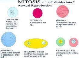 print anatomy physiology general terminology histology mitosis meiosis membranes glands cartilage flashcards classroom rules printable pdf
