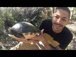 At most, males will only get to be about nine inches long. Yellow Bellied Slider Turtle Youtube