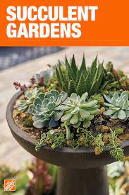 The Home Depot Has Everything You Need For Your Home Improvement Projects Click Through To Le Succulent Gardening Succulent Garden Diy Succulent Garden Design