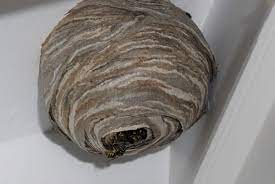When you are near the nest, take a garbage bag, and slowly cover the nest. Look Out For Wasp Nests