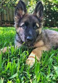 All black german shepherd puppies for sale in north carolina. German Shepherd Puppies For Sale In Nc Ebay Pets Lovers