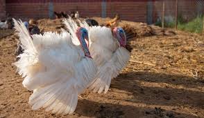 The average turkish male measures 172.6 cm in height and 75.8 kg in weight, while the average turkish female is 161.4 cm tall and weighs 66.9 kg, the study found. What Temperature Is Too Cold For Turkeys Farmhouse Guide