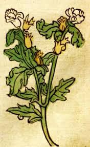 Gart Der Gesundheit Augspurg Hamsen Schoensperger 1487 H Osquiamus Desenhos