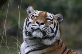 History the date july 29 is historic because on this day several countries signed the agreement in the saint petersburg tiger summit, which was held in russia in 2010. International Tiger Day Celebrating An Integrated Approach For Tiger Conservation Iucn